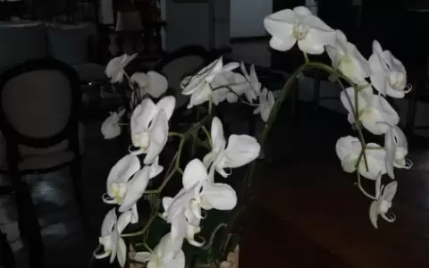 Pasi�n por las orqu�deas: feria de flores de San Valent�n