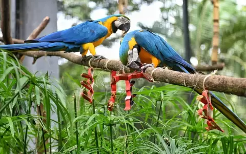 Animales celebraron D�a de San Valent�n con colorido banquete