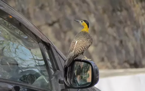 La naturaleza y la biodiversidad en nuestras ciudades