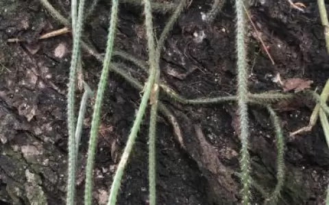 Las ep�fitas a nuestro alrededor, parasitosis mec�nica clave en la naturaleza