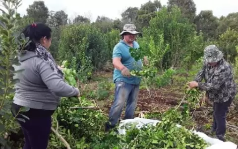 Apoyo a emprendedores de Itap�a