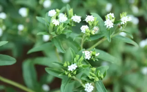 Ka'a he'? (stevia) deber�a ser patrimonio natural del Paraguay