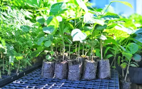 Plantines producidos con tubetes biodegradables son introducidos en parcela recuperada