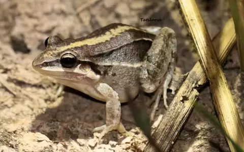 Ranas y sapos como indicadores de la calidad ambiental