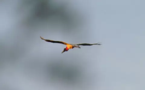 Las aves paraguayas, riqueza, diversidad, cultura y tradici�n