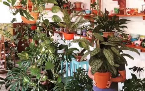 Jungla urbana: Armar una en casa
