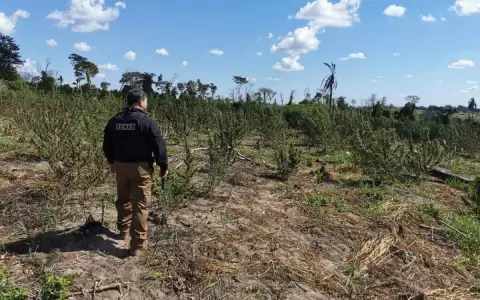 Destruyen toneladas de marihuana en la estancia Mainumby de Caaguaz�