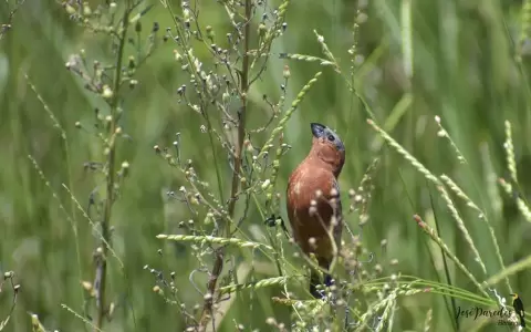 Bosques s�, pero pastizales tambi�n, o desaparecer�n muchas aves