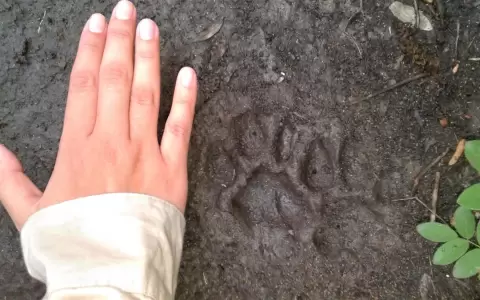 Rastros y huellas de la fauna paraguaya: ecolog�a forense