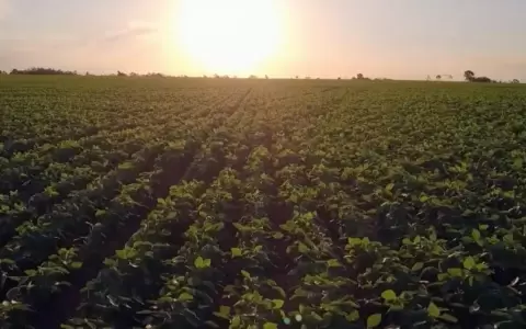 Documentalistas condenan intento de censura a �Los campos envenenados de Paraguay�