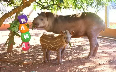 Animales tambi�n celebran el D�a de la Madre con un colorido fest�n