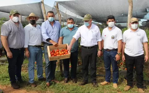 Arranc� temporada de cosecha de tomates
