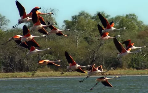 Fauna chaque�a acompa�a obras de la Transchaco