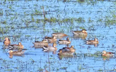 Mucho m�s que �Pato a la Naranja�