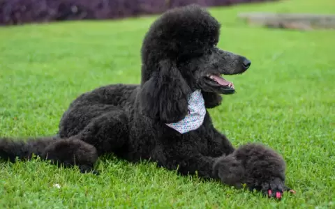 Un caniche gigante, primer perro con la variante brit�nica de Covid-19 en Espa�a