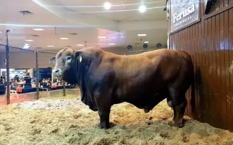 Bolsonaro, el toro paraguayo que rompe r�cord de cotizaci�n