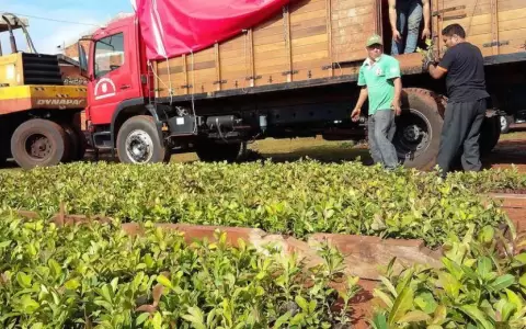 Sector yerbatero atraviesa un momento din�mico