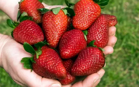 Inici� tempranera cosecha de frutillas