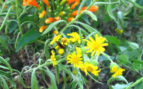 Poh� �ana: m�s evidencias de la importancia de la biodiversidad