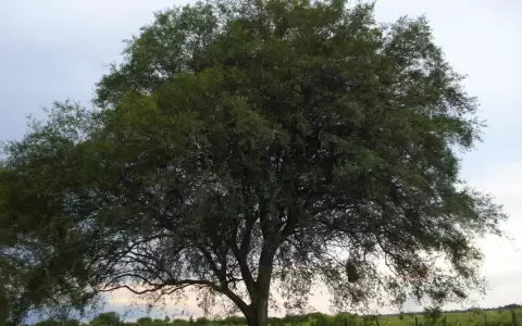 Las maderas duras y la naturaleza