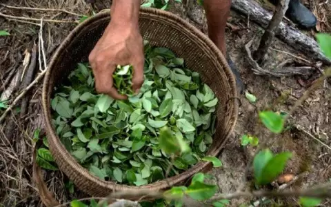 Informe Mundial sobre Drogas: importante descenso de cultivos de hoja de coca en Colombia