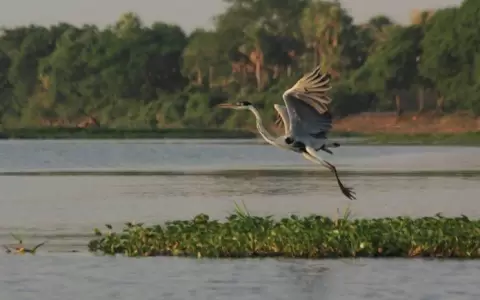 Ley de educaci�n ambiental: Deuda pendiente de Paraguay con sus recursos naturales.