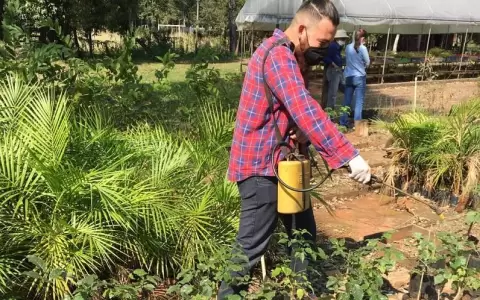 Investigadores buscan proteger especies forestales nativas