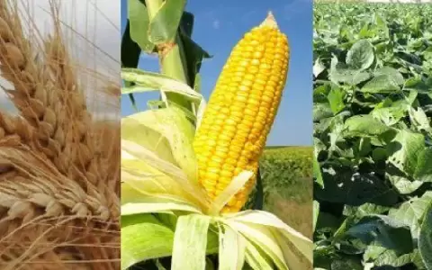 Paraguay se destaca en env�os de cereales