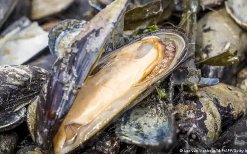 Miles de criaturas marinas mueren cocinadas tras mort�fera ola de calor de Canad�