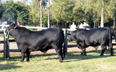 Calidad de la carne paraguaya exige m�s mercados premium, seg�n titular del MAG