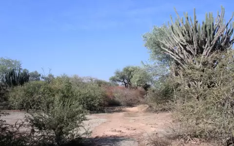 Los bosques secos o Chaco Seco de la regi�n occidental: nuestros cambios inducidos