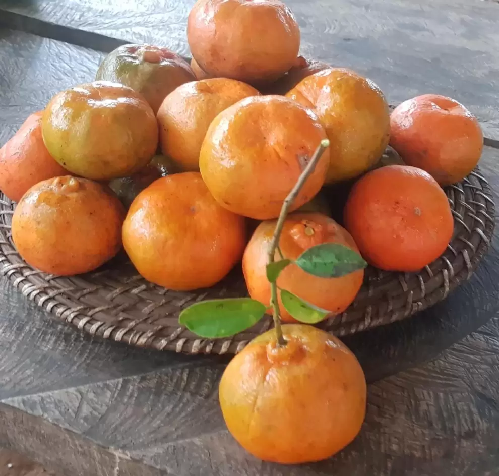 Circuito de las mandarinas como opci�n para el fin de semana