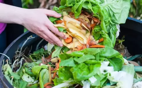Desperdicio global: 40 por ciento de los alimentos que se producen no son consumidos