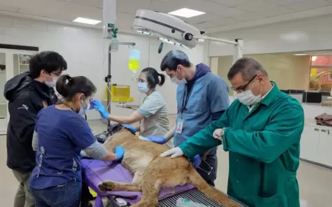 Puma rescatado en Canindey� goza de buena salud