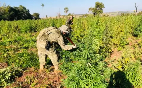 En cinco d�as anulan m�s de 468 toneladas de droga