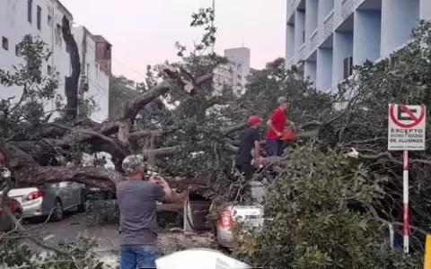 Cay� arbol frente a colegio capitalino y vecinos denuncian inacci�n de la Municipalidad