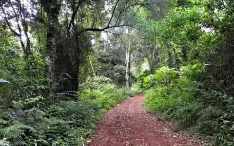 Hab�a una vez un bosque, la historia del Bosque Atl�ntico en Paraguay