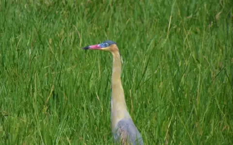 Las elegantes y vistosas aves de los humedales