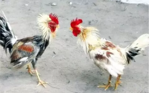 Intervenci�n de la penitenciar�a de Tacumb� tras pelea de gallos