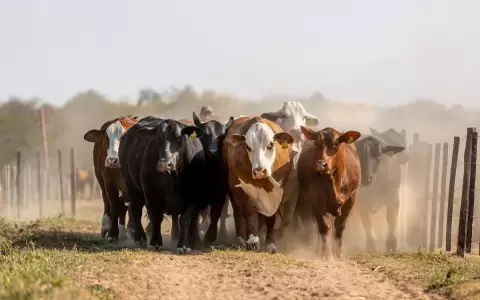 Feria ganadera de reproductores se realizar� hoy