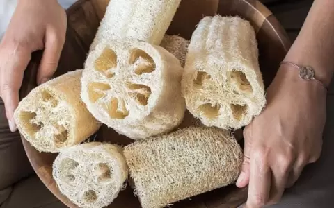 Estudian propiedades de esponja vegetal para obtener materiales amigables con el ambiente