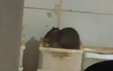 Denuncian insalubridad y hasta ratones en cocina de conocido bar capitalino