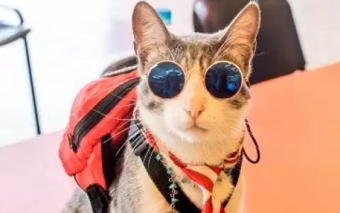 Gato mochilero: ofrecen recompensa por informaci�n sobre el envenenamiento