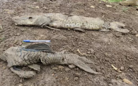 Verifican denuncia sobre mortandad de peces en Ayolas
