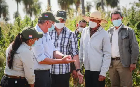 Gobierno apunta al c��amo para impactar econom�a de agricultores