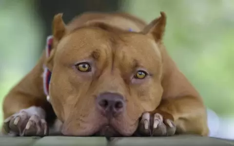 Violencia animal: mujer mat� a un pitbull