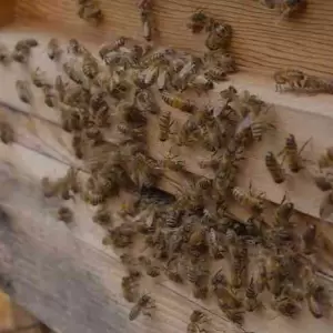 Un enjambre de abejas deja un muerte en Iturbe, Guair�.