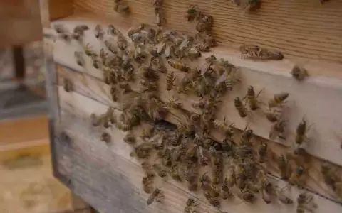 El hombre falleci� a causa del ataque de abejas.