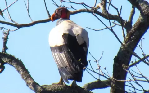 Carro�eros, sobre los buitres, sin ellos la naturaleza ser�a bastante menos agradable