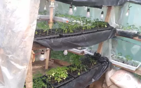 Canindey�: encuentran plantaci�n de marihuana VIP en un invernadero